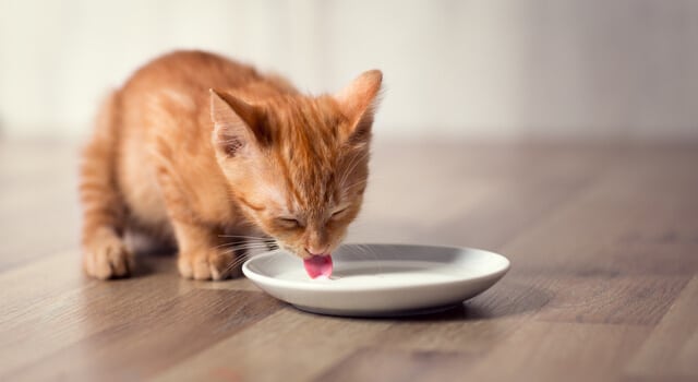 katzen-und-milch-eine-katze-trinkt-milch-aus-einer-schale