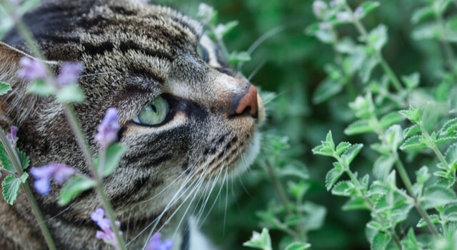 katzenminze eine-katze-schnuppert-an-einer-katzenminze-pflanze