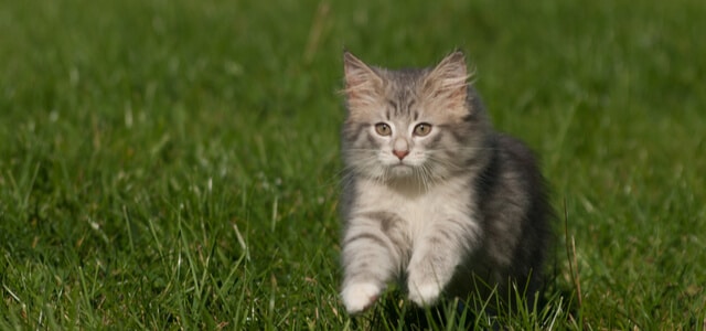 norwegische waldkatze ein-kitten-auf-einer-wiese