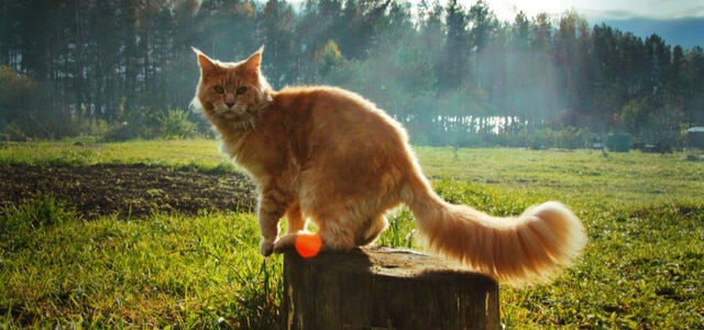 orangene maine coon sitzt-auf-einem-baumstumpf