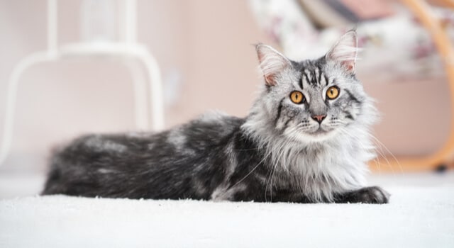 silberne Maine Coon Katze