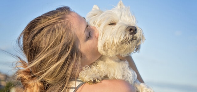 west highland white terrier-auf-dem-arm-seiner-besitzerin