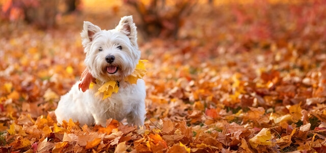 west highland white terrier-sitzt-im-laub