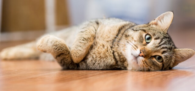 Glückliche Katze allein