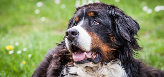 Berner Sennenhund im Profil