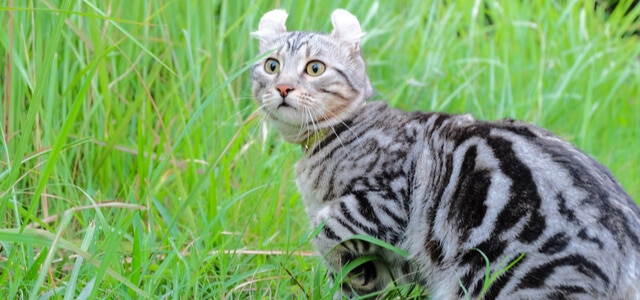 American Curl hat Freigänger