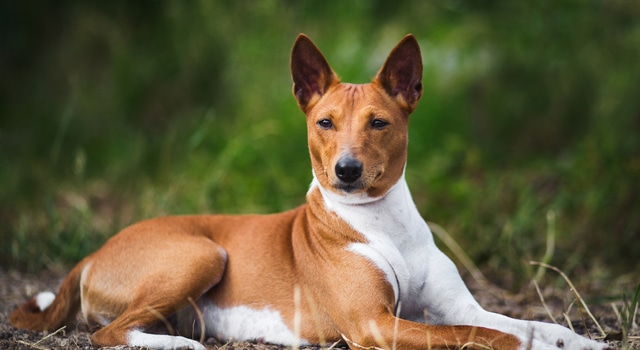 entspannter Basenji