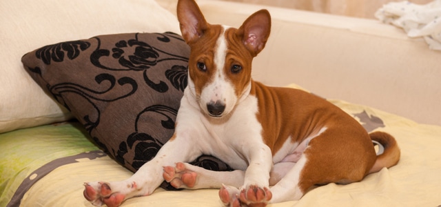 Basenji Welpe