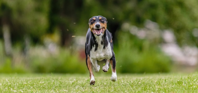 Aktiver Basenji