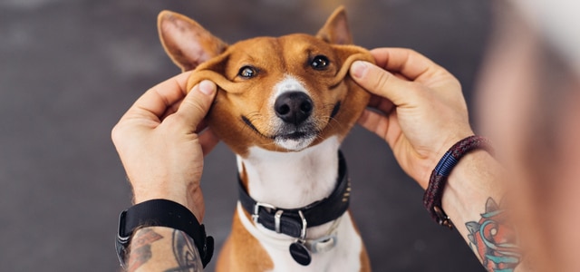 Glücklicher Basenji