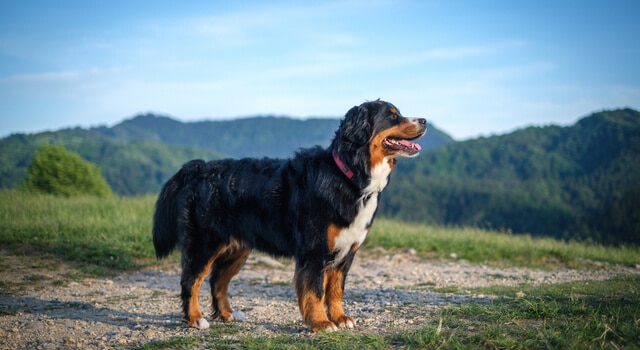 Berner Sennenhund in Bergen