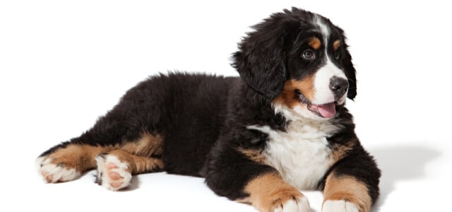 Berner Sennenhund Welpe