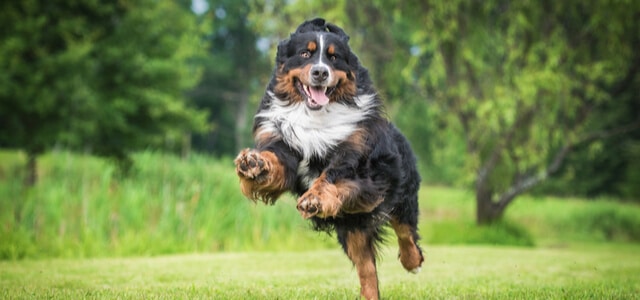 Aktiver Berner Sennenhund