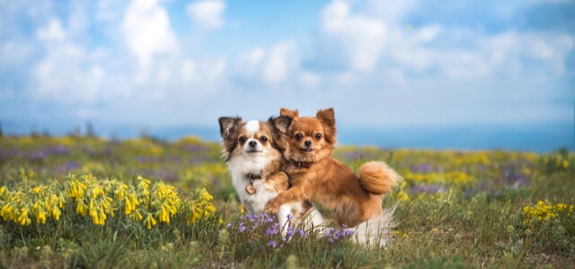 Chihuahuas in verschiedenen Farben