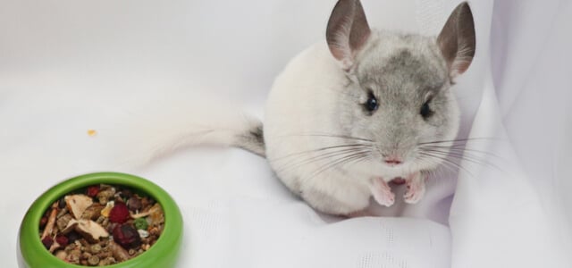 Chinchilla Futter