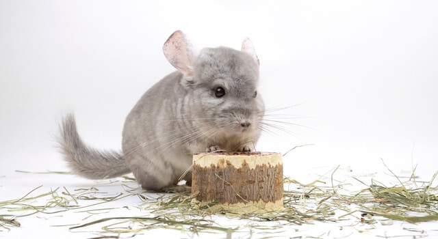 chinchilla futter