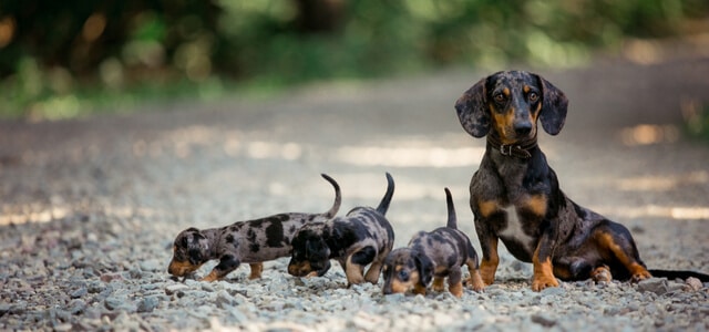 Dackelmutter mit Welpen