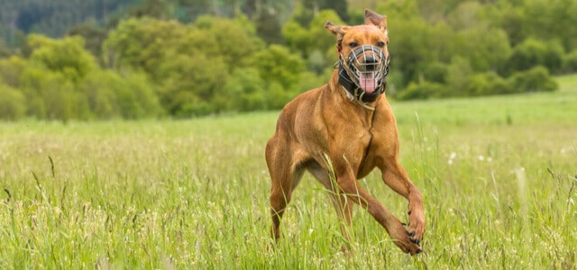 Maulkorb beim Hund auf Wiese