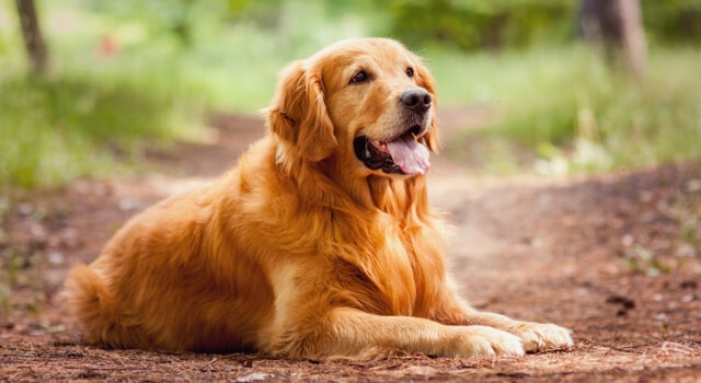 Golden Retriever liegt im Wald auf dem Boden