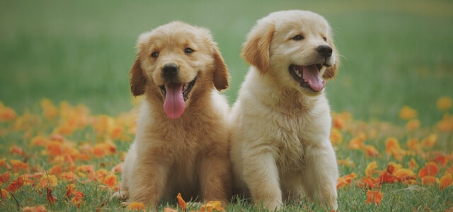 Golden Retriever Welpen