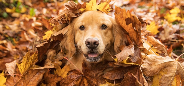 Verspielter Golden Retriever