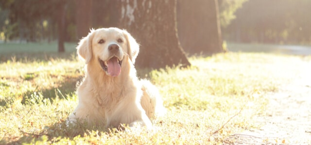 Entspannter Golden Retriever