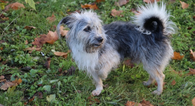 Hund humpelt und hebt Pfote