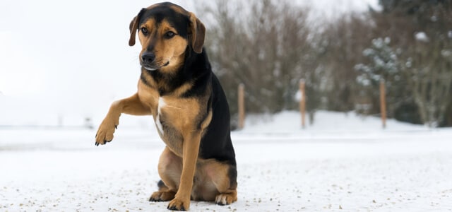 Hund humpelt vorne