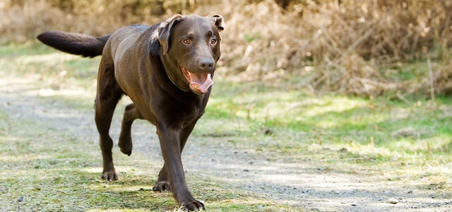 Hund hinkt hinten