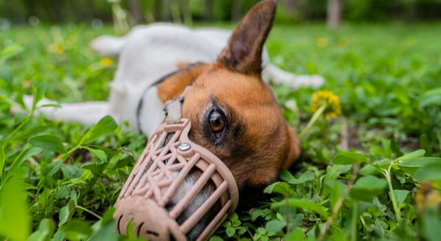 Hund mit Maulkorb auf einer Wiese