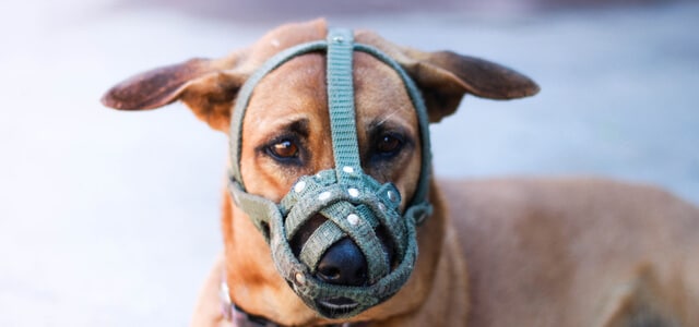 Hund mit Maulkorb schaut traurig