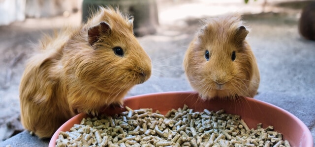 Meerschweinchen Draußen halten füttern