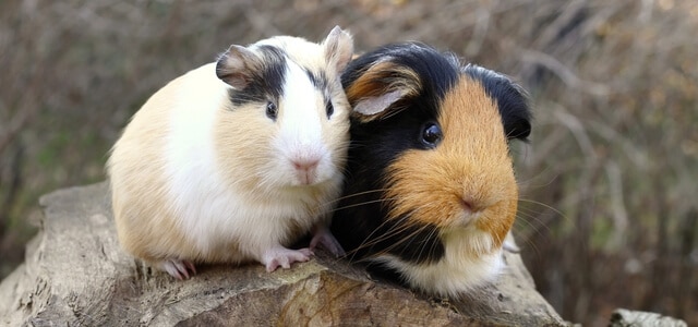 Ein paar Meerschweinchen Draußen halten Gehege