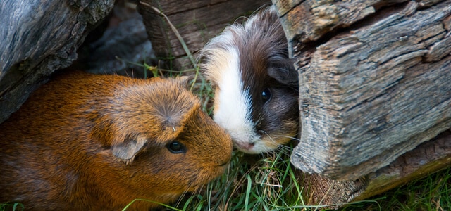 Meerschweinchen Draußen halten