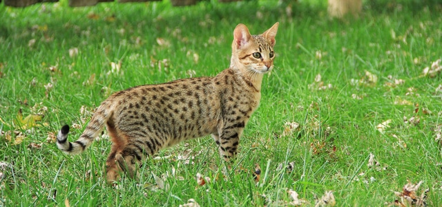 Savannah Kitten