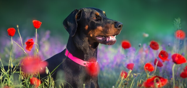 Dobermann liegt im Blumenfeld