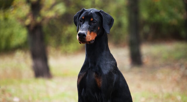 Dobermann mit Schlappohren im Portrait