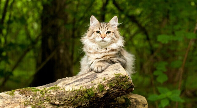 Sibirische Katze sitzt im Wald auf einem Baumstamm