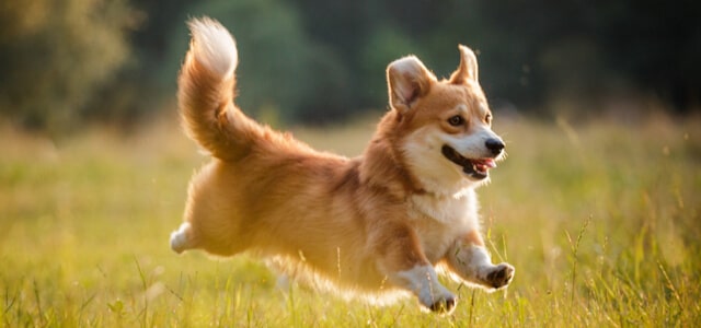 Welsh Corgi hüpft fröhlich durchs Gras