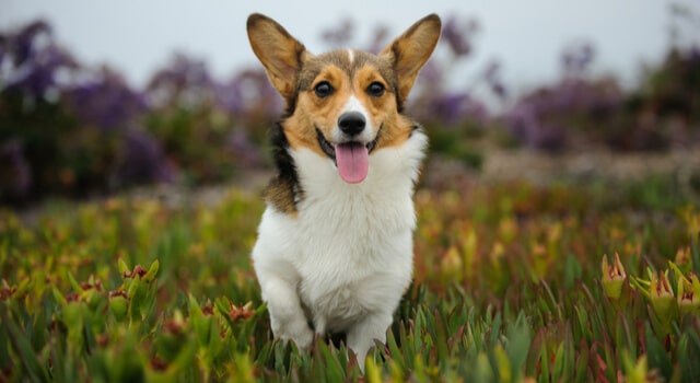 Welsh Corgi steht im Gras