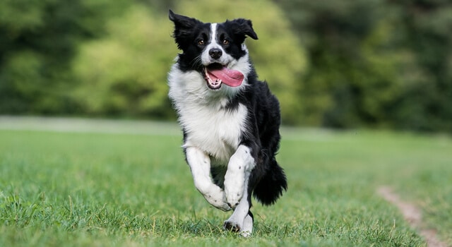 Border Collie