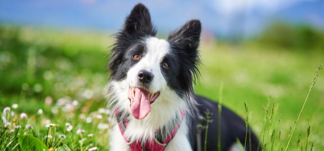 Border Collie