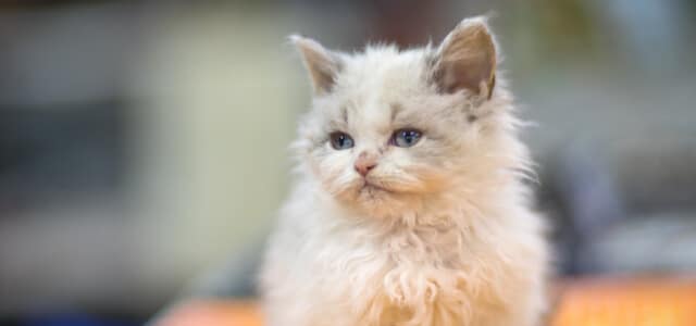 Selkirk Rex