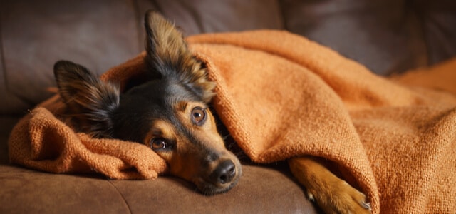 Hundekrankheiten