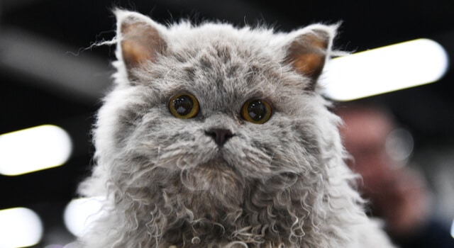 Selkirk Rex