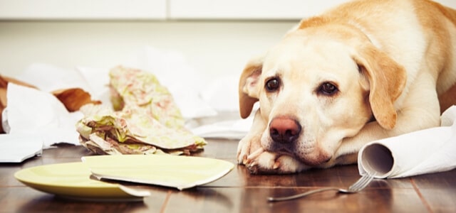 Trauriger Hund liegt vor Dingen die er zerstört hat