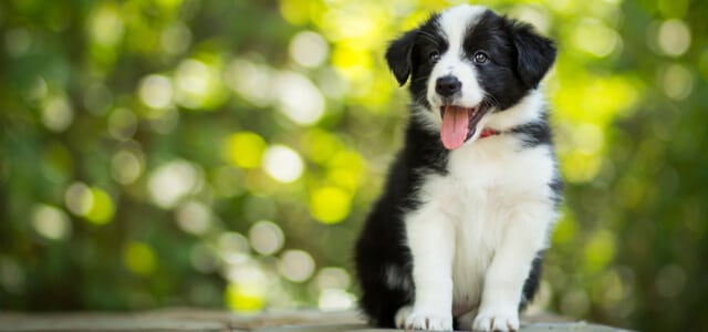 Border Collie