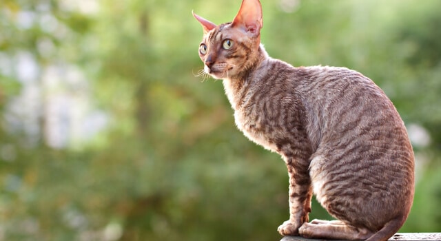 Cornish Rex Katze