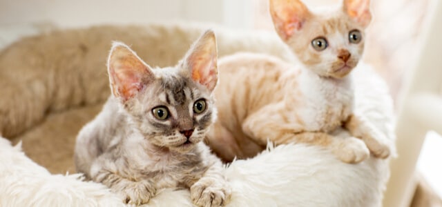 Zwei Cornish Rex Kätzchen