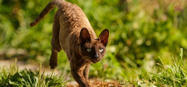 Cornish Rex im Freien